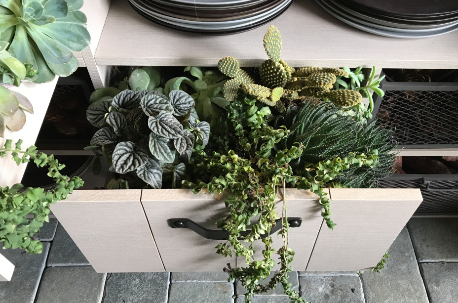 casa raizes triplex arquitetura casacor sao paulo 2018 suculentas vaso paisagismo arranjo flores plantas vegetação