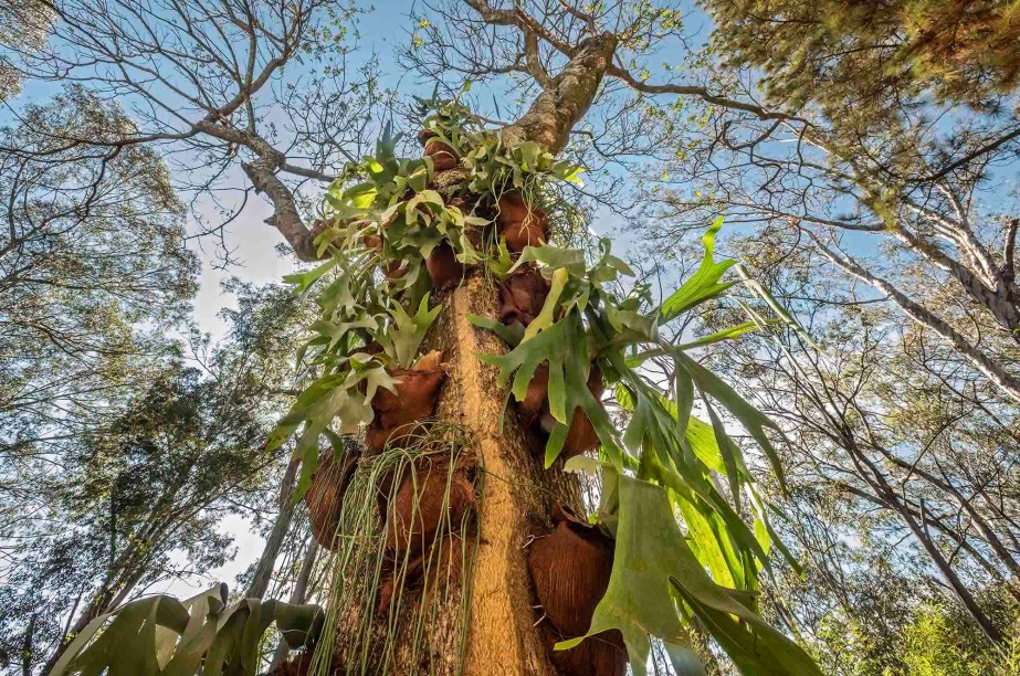 CASACOR Minas Gerais 2019. Uriel Rosa - Jardim Sala de Música. A rica composição utiliza imbés, filodendros e fícus lirata, destacando o apelo visual das espécies e as diferentes proporções e texturas que apresentam.