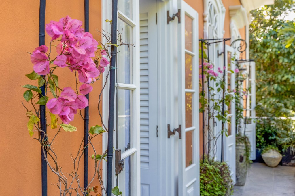 especies de plantas; tendendias; bougainvillea; casacor