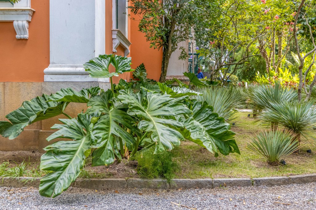 costela de Adão; plantas; jardim; casacor rio