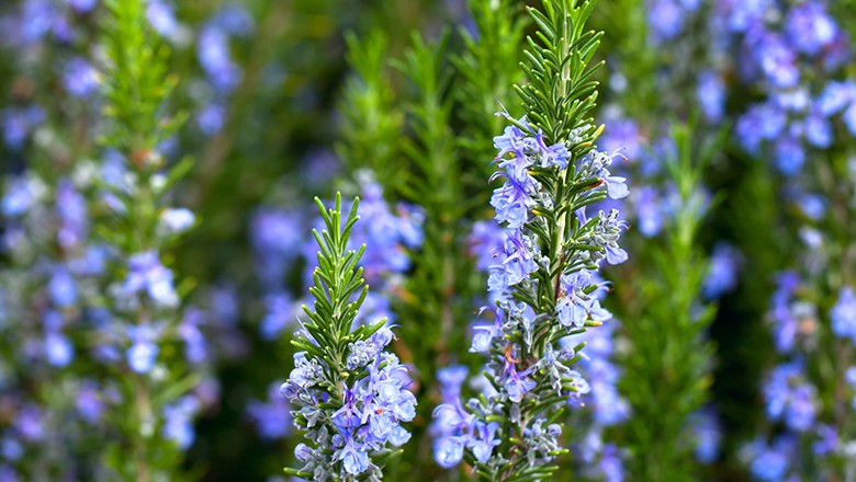 alecrim é uma das flores indicadas para o frio