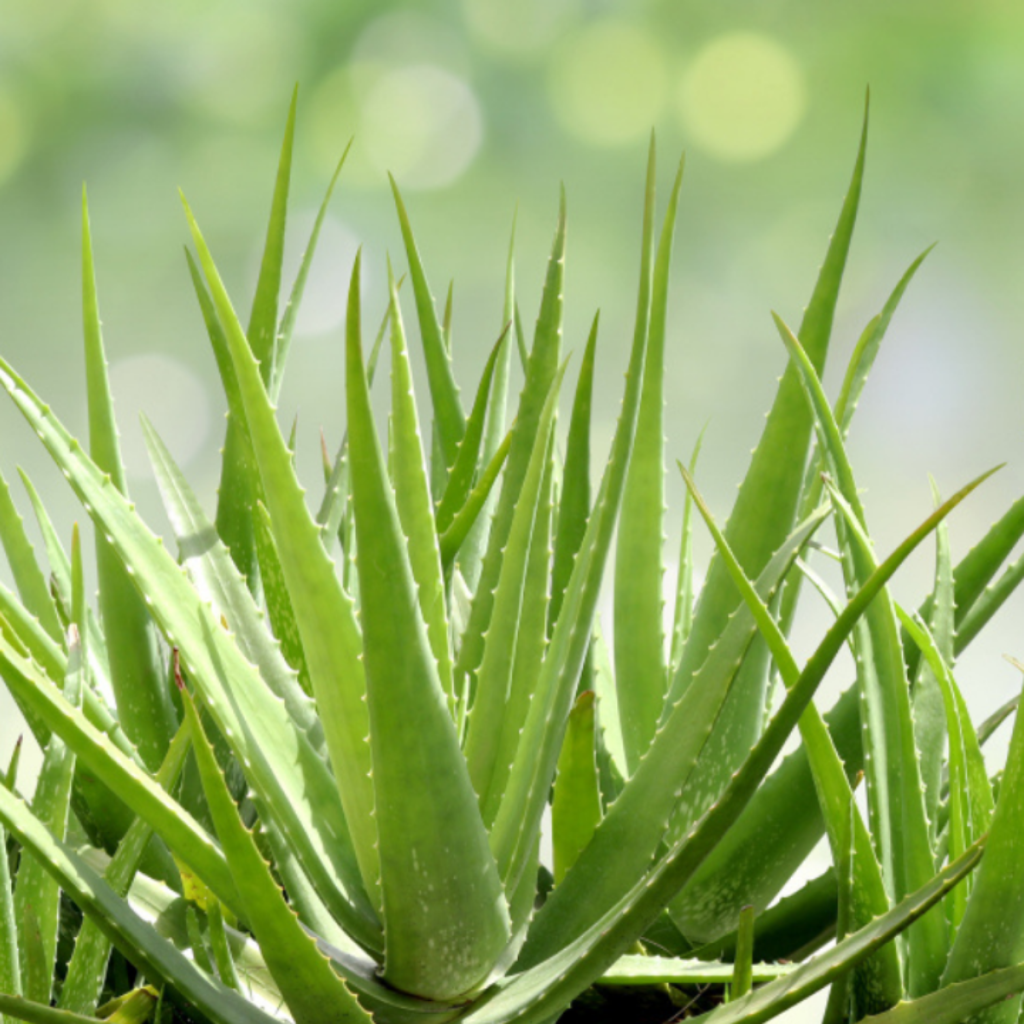 Babosa além do uso para cosméticos também é uma aposta de cultivo para o frio