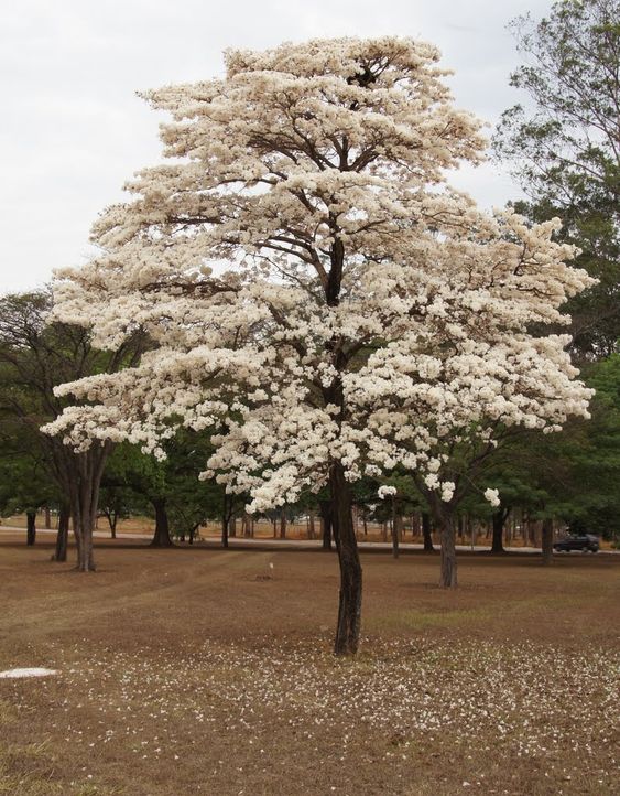 ipe-branco floresce no inverno