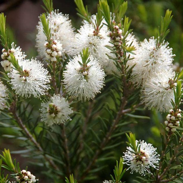 melaleuca flor de inverno