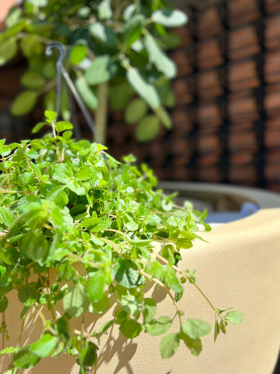 Spoiler CASACOR SC Florian&oacute;polis 2023