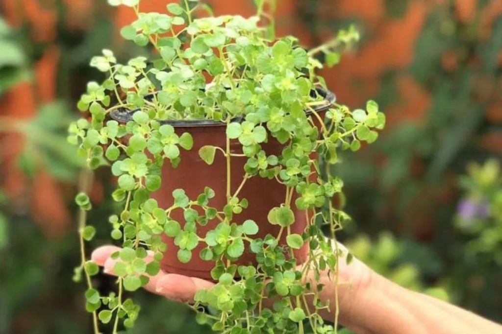 como cuidar da planta dinheiro em penca